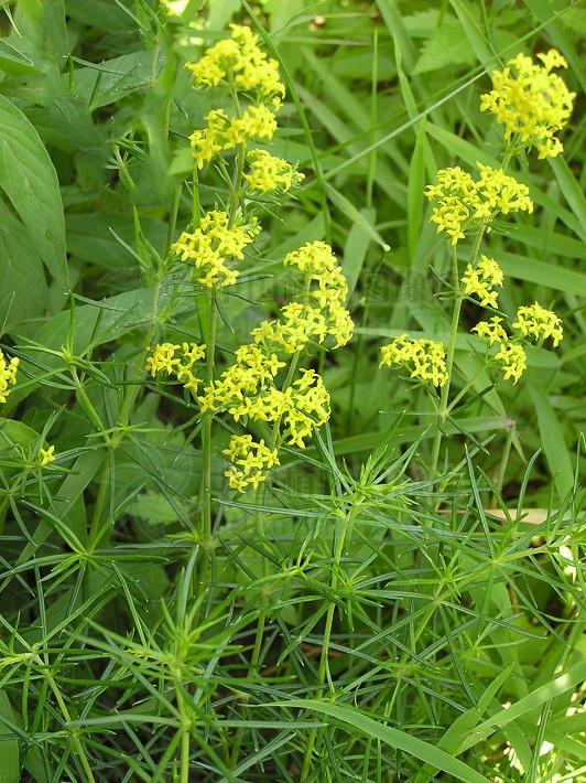 蓬子菜见过吗清热解毒祛风止痒主肝炎咽喉肿痛荨麻疹