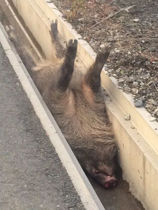 猛地在路边发现一只野猪.一小哥早起上山散步