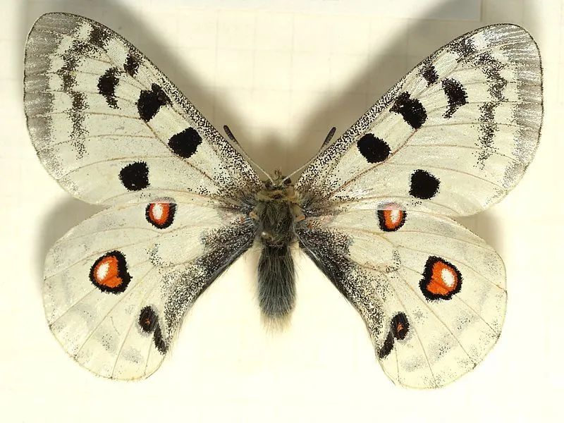 阿塔拉蝴蝶图片