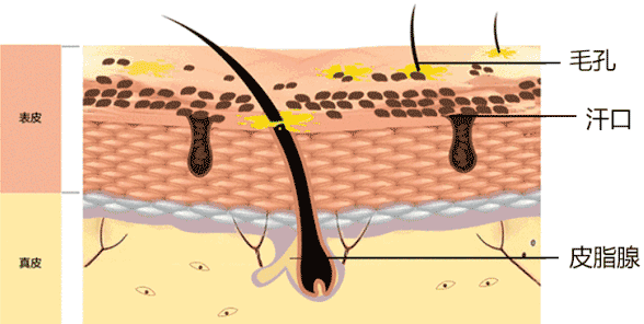 汽车看点 自媒体 正文男生普遍皮脂腺分泌旺盛,清洁不干净,就会容易