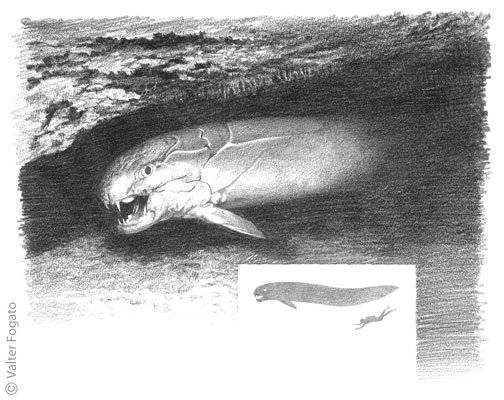 邓氏鱼青面钢牙的泥盆纪之王