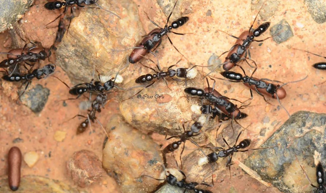 猛蚁类的蚂蚁的蛰刺会带来剧烈疼痛.