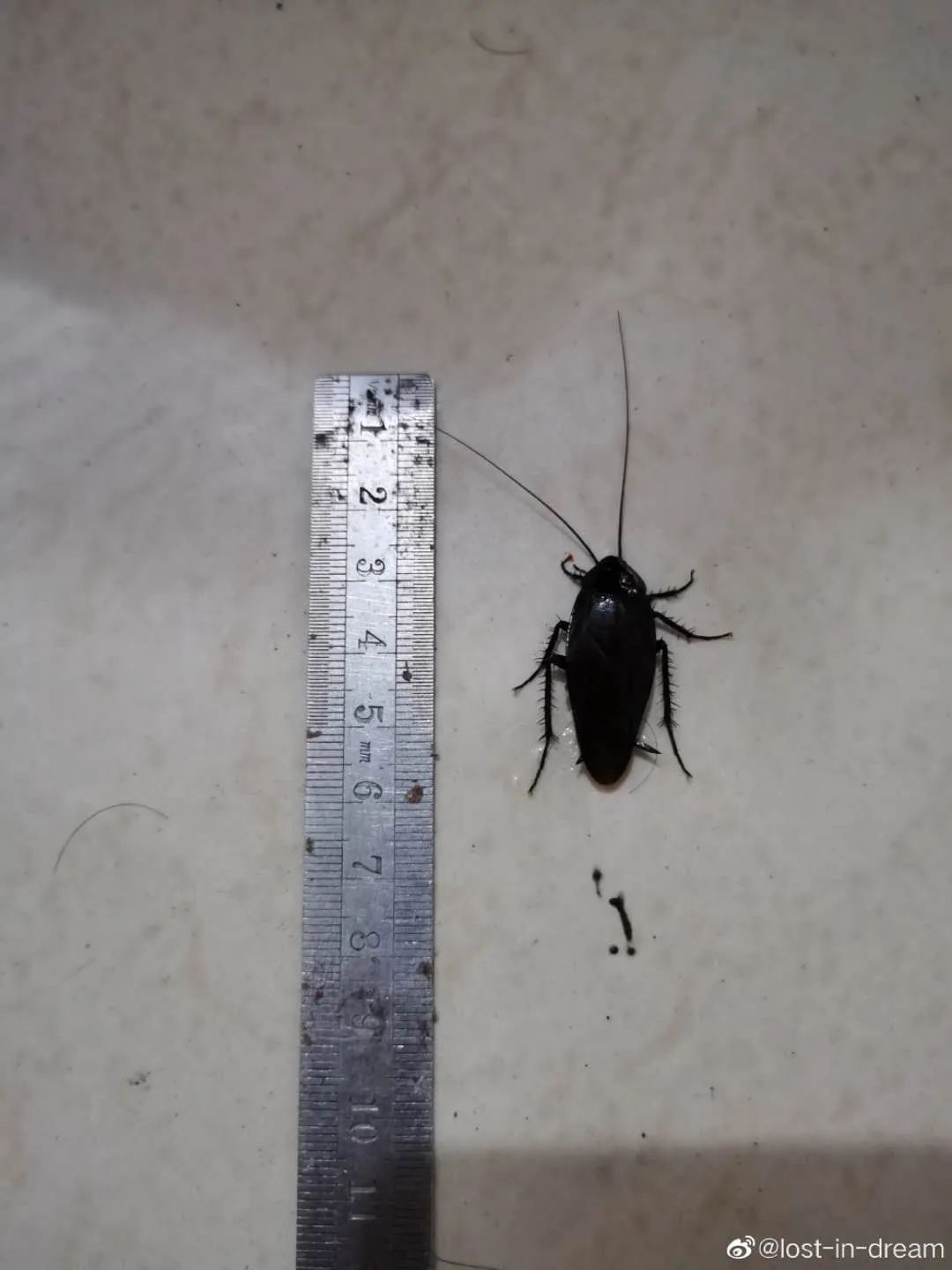 (下图同样高能,胆小者慎点)南方蟑螂,你是否爱上了北方~@lost