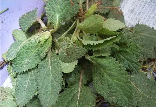 一种草专治慢性咽炎臭味重忍住吃30天能根治