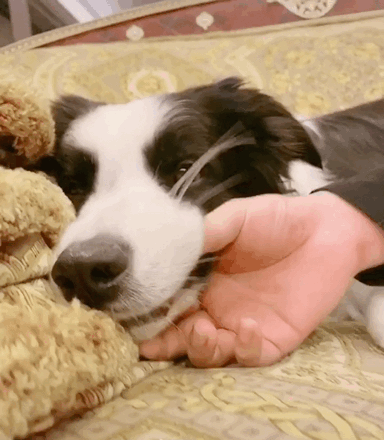 384_440gif 动态图 动图