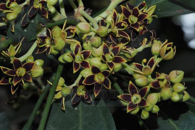 胖大海,见过吗?清热润肺,利咽解毒.主干咳无痰,咽喉肿痛,音哑