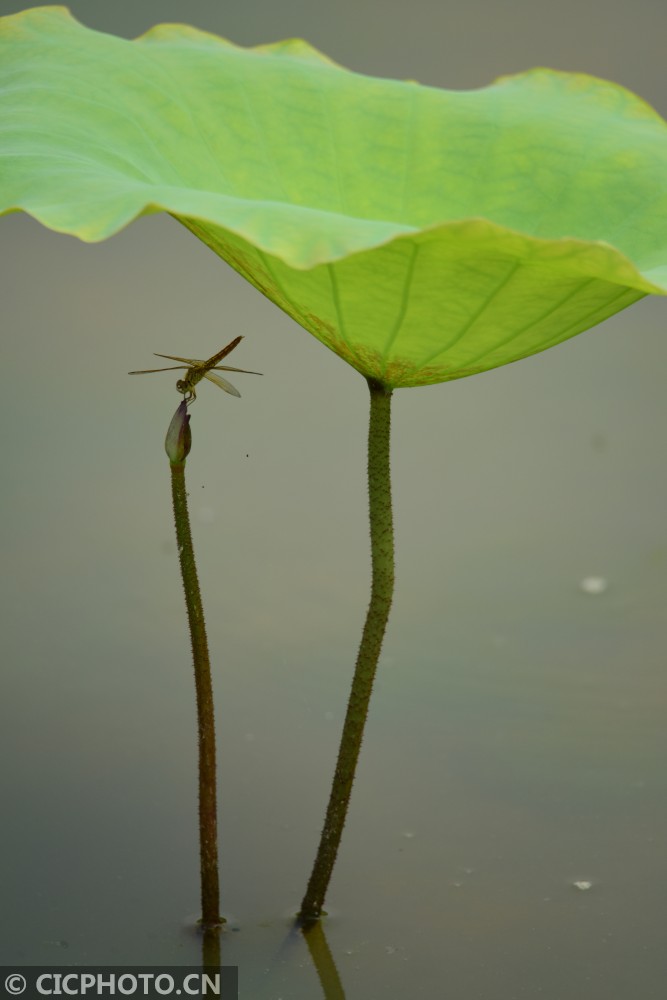 海南琼海:小荷又露尖尖角