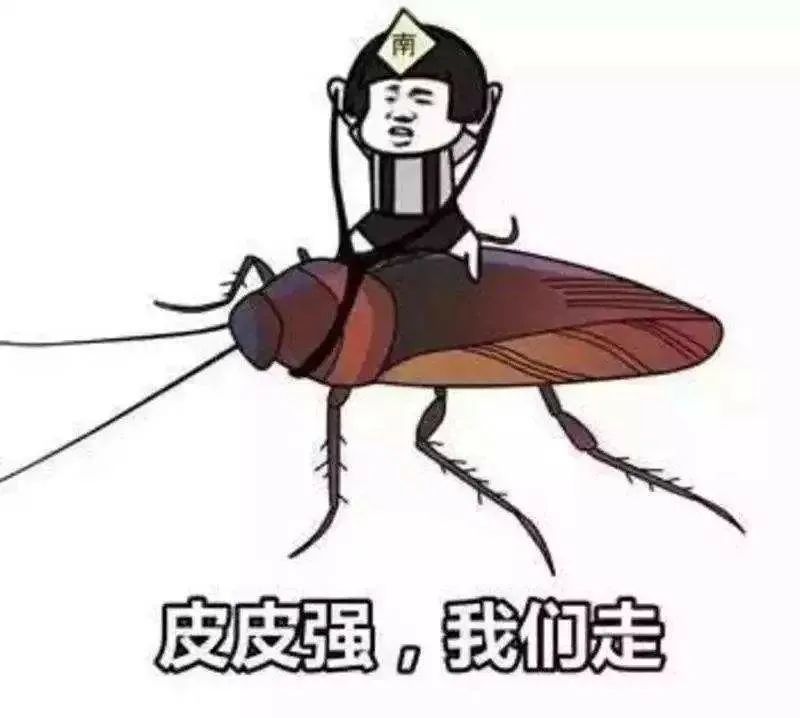 听说你们南方人都骑大蟑螂上学,真的吗?