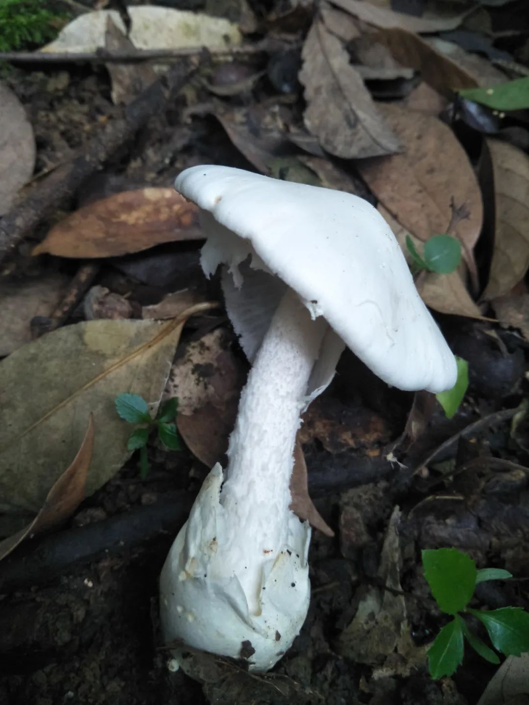 不可信!这十几种蘑菇都有毒,要认清!