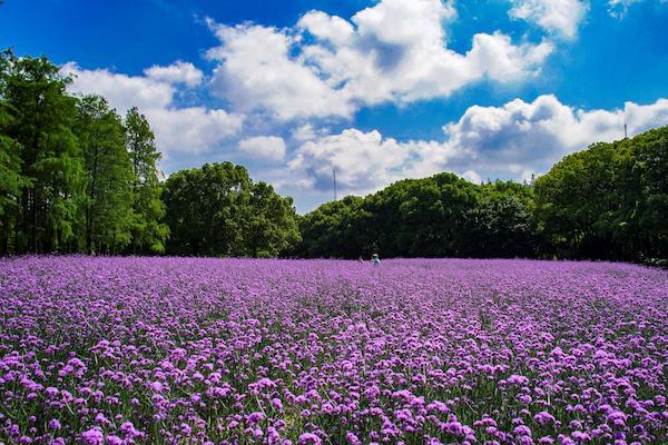 紫色花海除了薰衣草还有它 共青森林公园柳叶马鞭草美翻了 手机新浪网 紫色花海除了薰衣草还有它 共青森林公园柳叶马鞭草美翻了 手机新浪网