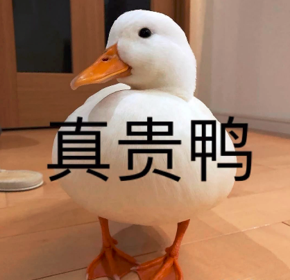 柯尔鸭我们这届鸭子已经不是道菜了