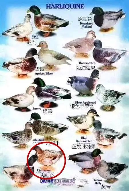 柯尔鸭我们这届鸭子已经不是道菜了