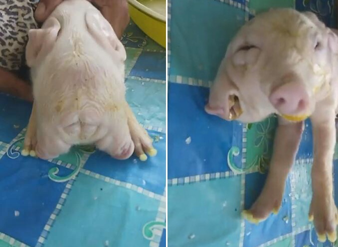 菲律宾农场出生一只双头小猪 饲养员轮流给两个头喂奶