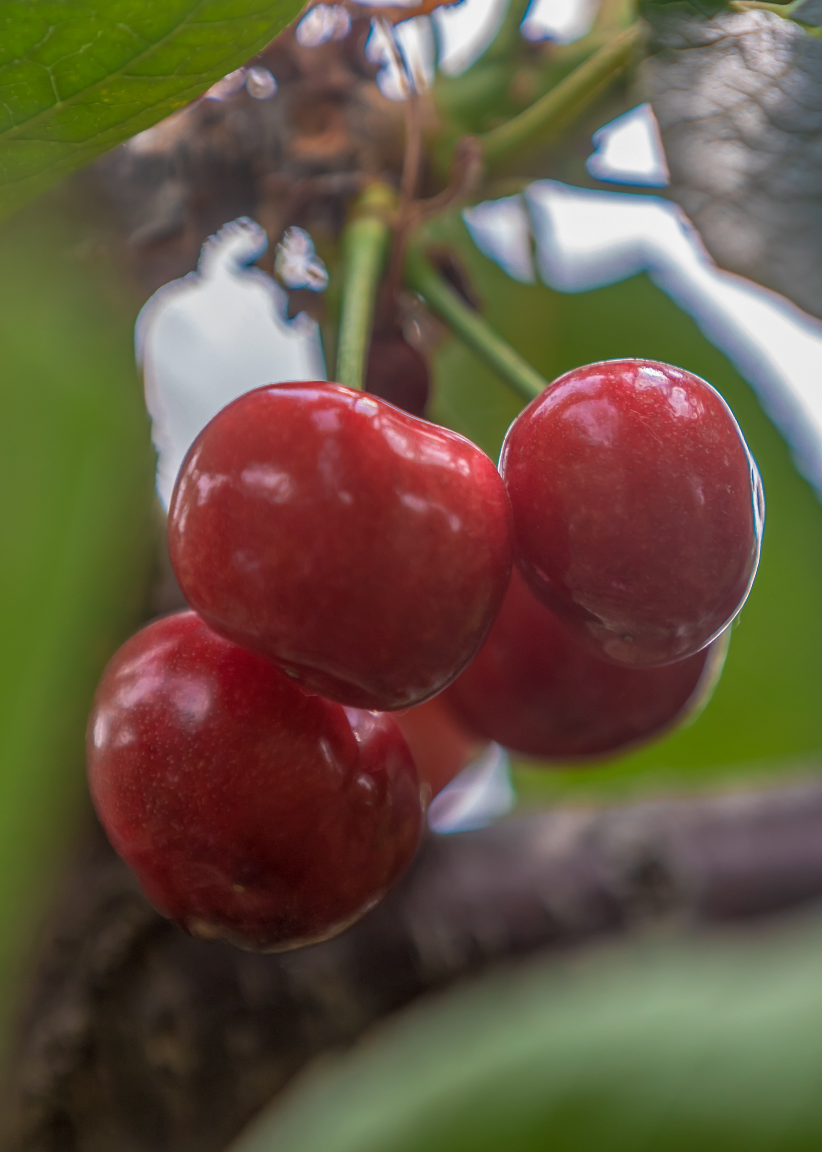 山东好景丨南山艾家樱桃成网红
