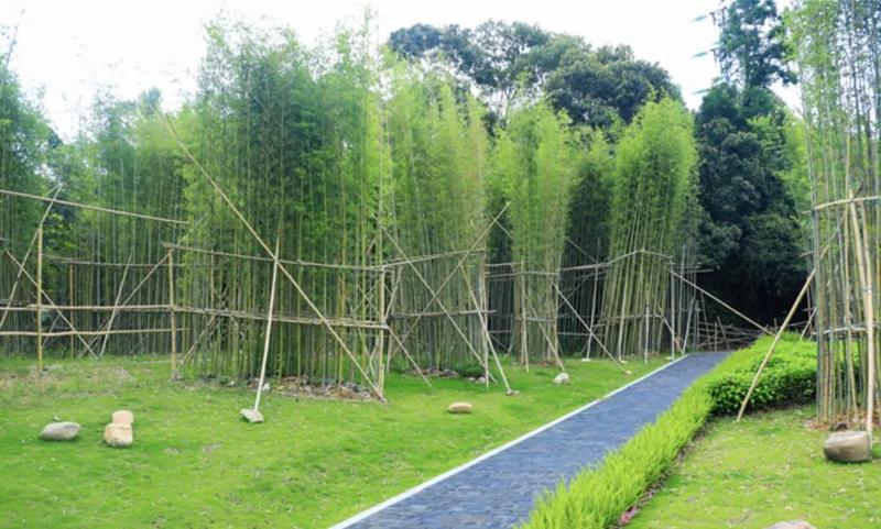 绿道沿线设置了竹林景观望湖翠影节点生态康氧主题绿道老少咸宜这么美