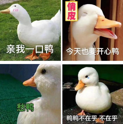 柯尔鸭我们这届鸭子已经不是道菜了