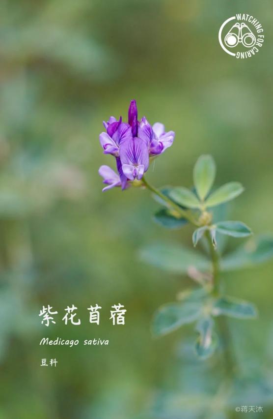 来自25个城市的情报 草坪上有什么 花期 绿地 新浪科技 新浪网