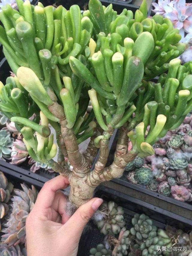 筒叶花月怎么扦插,学会这个技巧,筒叶花月快速爆盆