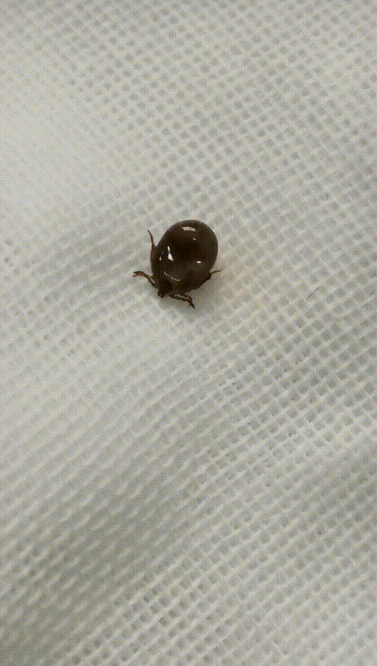 "夺命蜱虫"再出没!