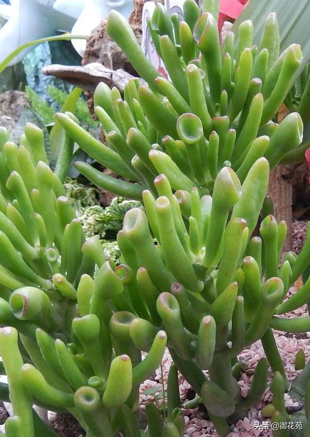 筒叶花月怎么扦插,学会这个技巧,筒叶花月快速爆盆