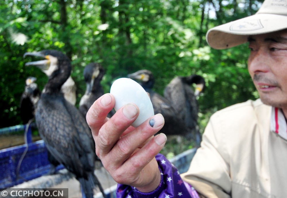 四代传承 最后的鸬鹚捕鱼人
