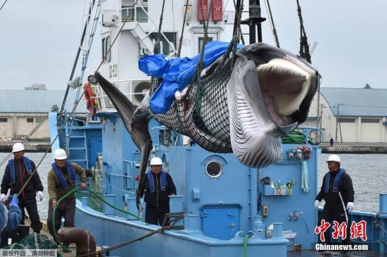 资料图：当地时间2019年7月1日，日本北海道钏路港，一头刚刚被捕获的小须鲸被起重机吊到卡车上前往鱼肉市场。