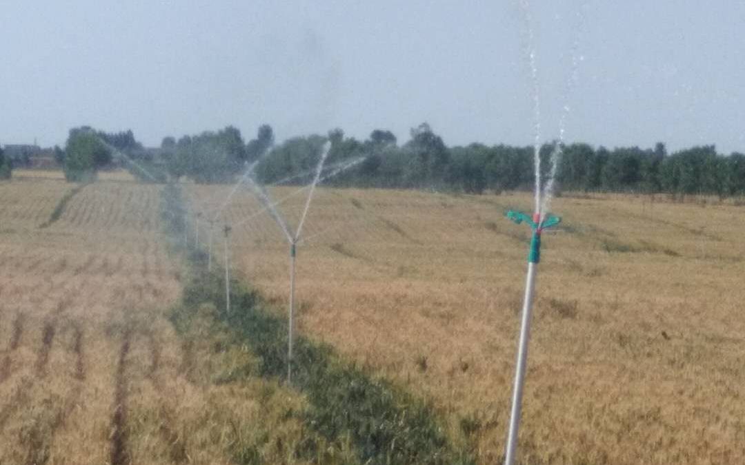 河北邯郸，郝科向的农场里，正在进行小麦喷灌。受访者供图