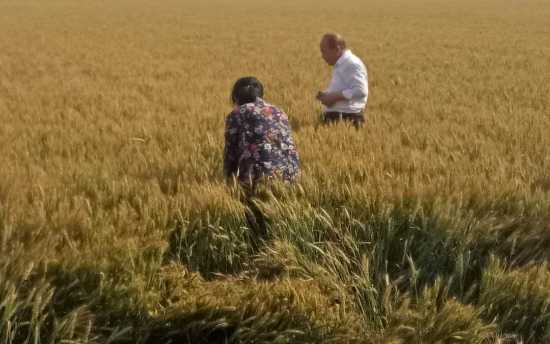安徽正宏家庭农场，小麦长势比预期更好。受访者供图