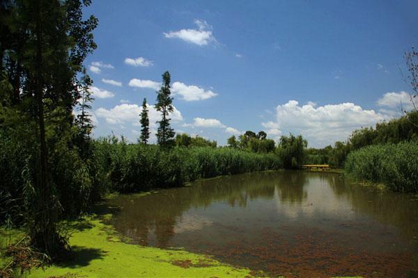 滇池湖畔的湿地 避暑纳凉的好去处