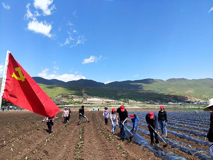 丽江烟草开展"全员下基层,合力助移栽"志愿服务活动