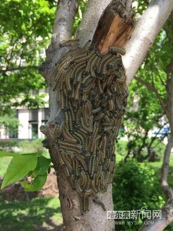 慎点|毛毛虫又出来烦人了!