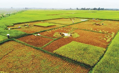 中国援布隆迪杂交水稻示范田。受访者供图