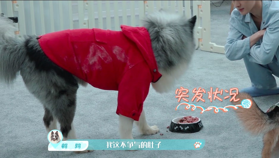 朱正廷张雨剑与汪同居暖心升级 流浪狗一条再次挑战出门难题