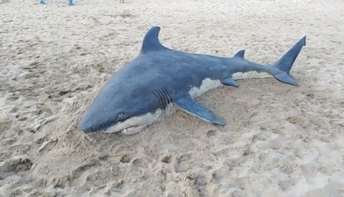 这才是沙雕王者