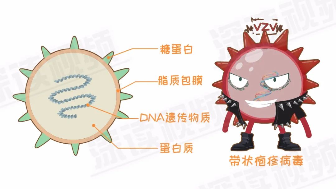 水痘咋传播疫苗怎么选危害有多大工作细胞之水痘病毒