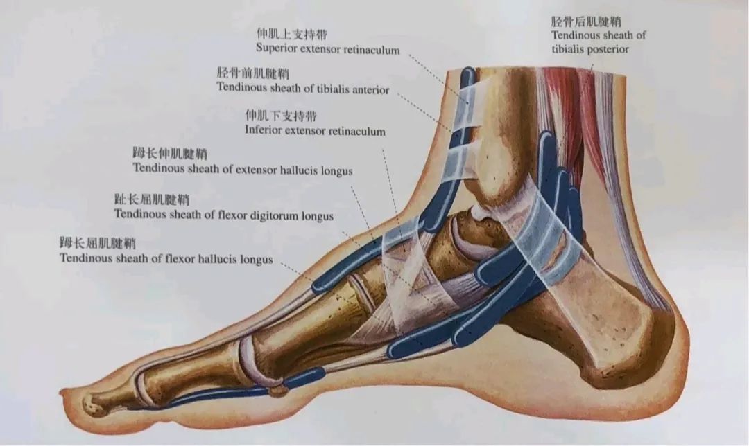 足弓肌肉解剖图图片