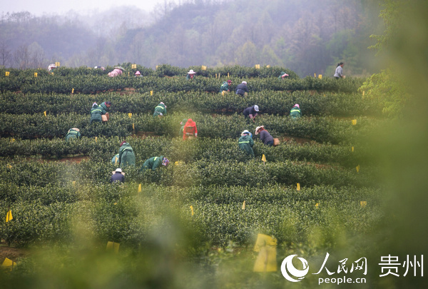 在大方縣雨衝鄉紅旗村,有一個返鄉農民工,他從打工仔到致富帶頭人