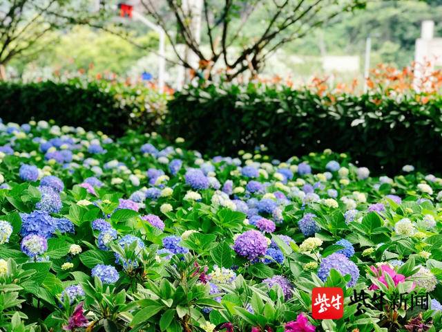花情预报 初夏绣球花盛开 好靓 手机新浪网 花情预报 初夏绣球花盛开 好靓 手机新浪网