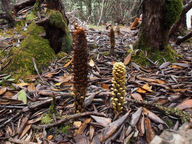 别名草苁蓉,枇杷玉,千斤重,千斤附,一支膜,蒙胧茯苓,西域丁座草,半夏