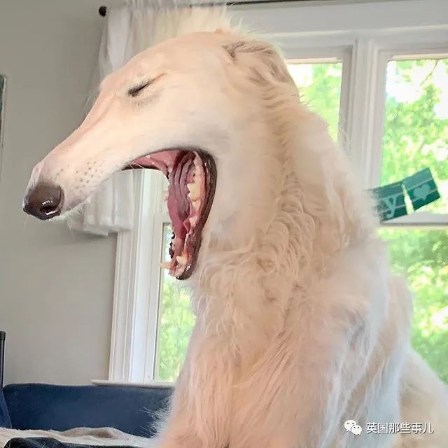 狗的鼻子居然能长这么长看久了居然还有点帅气