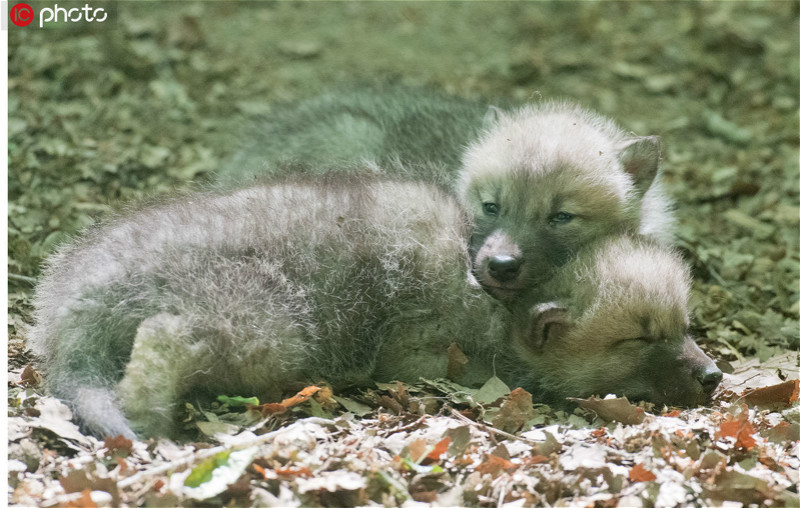 德国施特拉尔松德动物园北极狼宝宝出生