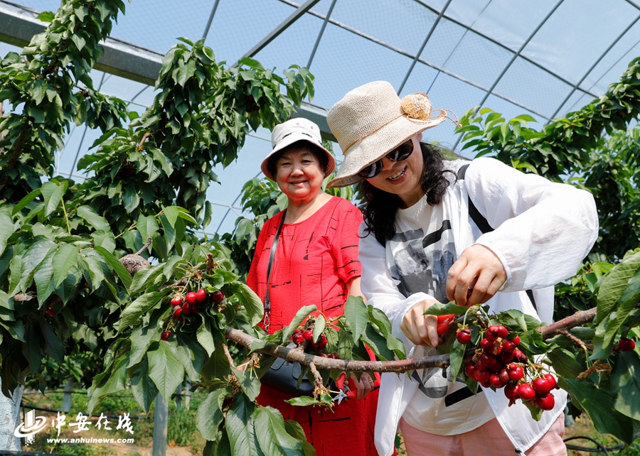 安徽肥西:千亩樱桃带火采摘游【组图】