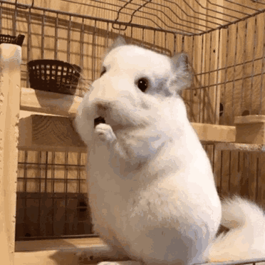 成都版动物环游来了399带宝宝嗨玩一天