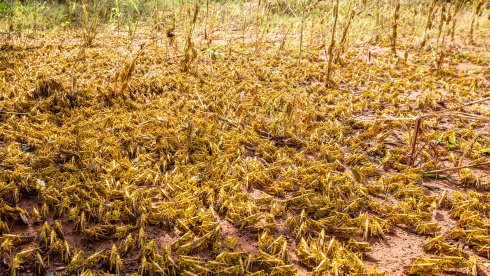 雪上加霜!疫情肆虐之际 印度遭遇近30年最严重蝗灾丨大事记