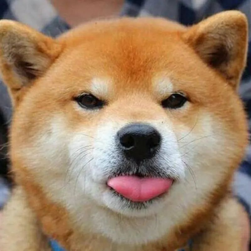 蝶衣最终跳楼自杀,以及白龙王对付黑衣阿赞的故事!