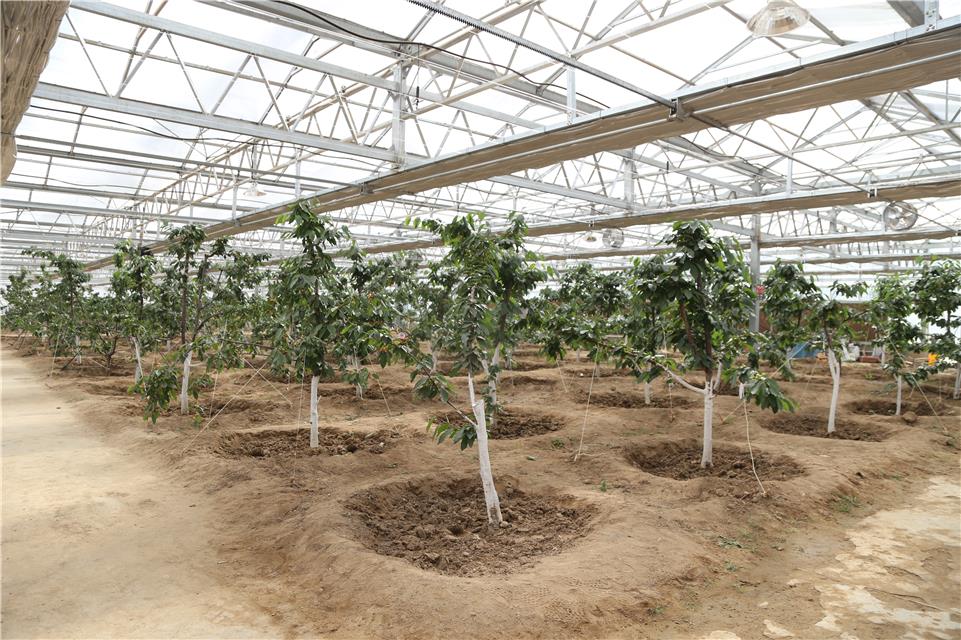 种植车厘子的高效智能温室大棚一角