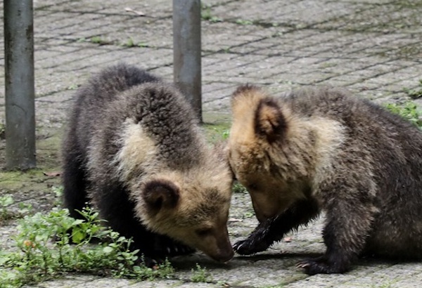 兒童節來動物園看剛出生的動物寶寶