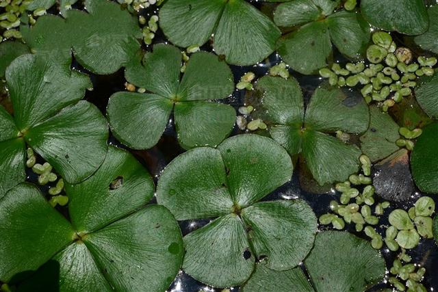 能利水消肿,清热解毒,除烦安神