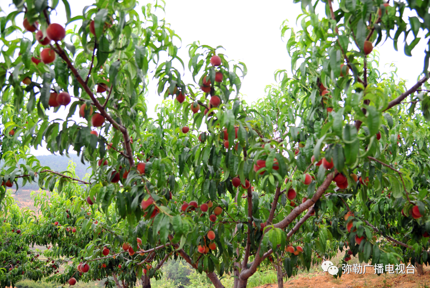 万亩"红美人"熟了,弥勒这片"世外桃园"等你来