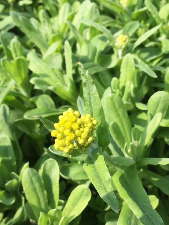 鼠曲草(或鼠麴草),在较低海拔地区,遍布田坎巷头,《名医别录》记载:"